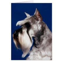 Miniature Schnauzer Head Study Greeting Cards