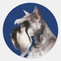 Miniature Schnauzer Head Study Round Sticker