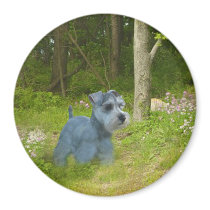 Miniature Schnauzer Magnet