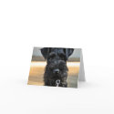 Miniature Schnauzer Note Card #3 - blank