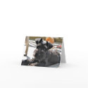 Miniature Schnauzer Note Card #4 - blank