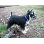 Miniature Schnauzer Ornament photo sculptures