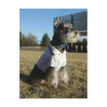 Miniature Schnauzer Postcard