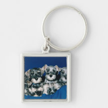 Miniature Schnauzer Puppies Keychains