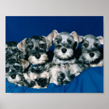 Miniature Schnauzer Puppies Poster