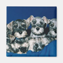 Miniature Schnauzer Puppies Refrigerator Magnets