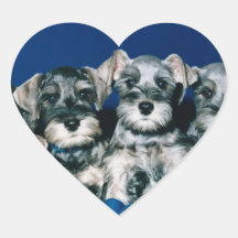 Miniature Schnauzer Puppies Stickers