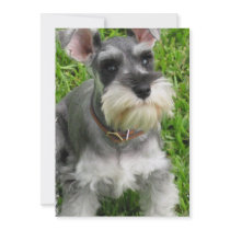 Miniature Schnauzer Puppy Dog Invitation