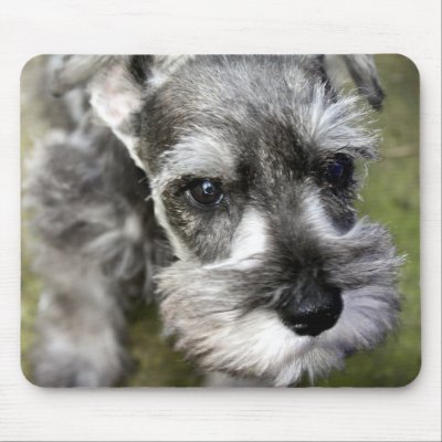 Mini Schnauzer Puppies on Heracles  Harry  The Miniature Schnauzer Puppy Is Too Cute To Ignore
