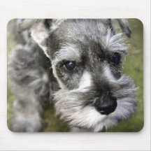 Miniature Schnauzer Puppy Mousepad