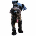 Miniature Schnauzer Sculpture Keychain photo sculptures