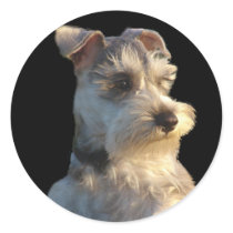 Miniature Schnauzer Sticker