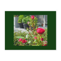 Miniature Tea Rose Postcard
