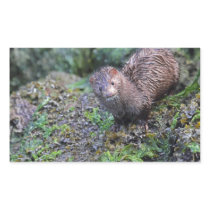 Mink Photo Closeup