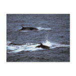 Minke whale post cards