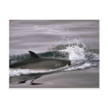 Minke whale postcard