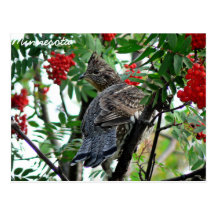 Minnesota - Grouse Postcard