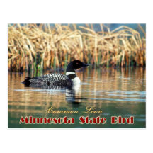 Minnesota State Bird - Common Loon Post Card