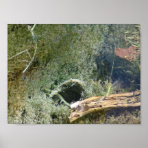 Minnows in Lincoln Park II - Standard Poster