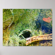 Minnows in Lincoln Park III - Colour Saturated Print