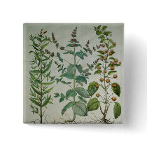 Mint: Mentha crispa Buttons