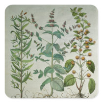 Mint: Mentha crispa Stickers