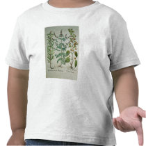 Mint: Mentha crispa Tee Shirt