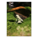 Mint Poison Dart Frog cards