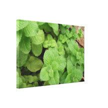 Mint Stretched Canvas Prints