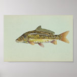 Mirror carp posters