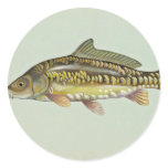 Mirror carp stickers