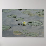 Mirror Pond posters
