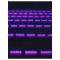 misc219