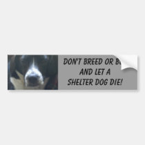 Miss Gwen bumper stickers