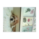 Miss Macy Jayne Shabby Chic Style