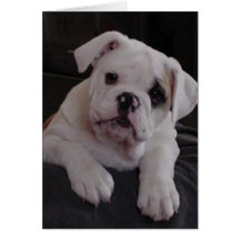 Miss Nala Greeting Cards
