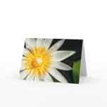 Miss Sunshine Cards