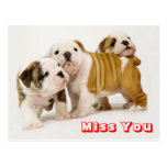 Miss You Bulldog Puppy Dog Greeting Postcard