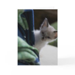 Miss You Peek-a-Boo Kitten Card