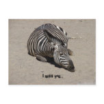 Miss You Zebra postcards