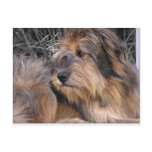 Missing You Dog Post Cards