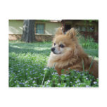 Missing You Pom postcards