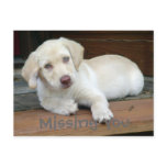 Missing You Yellow Labrador Retriever postcards