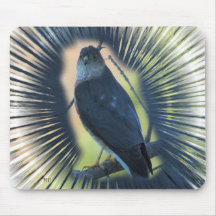 Missouri Cooper's Hawk Mousepad