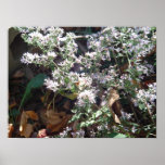 Missouri Wildflowers Posters