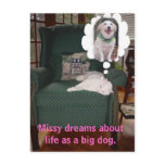 Missy dreams about life as a big dog. postcards