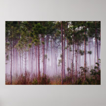 Mist among pine trees at sunrise, Everglades Posters