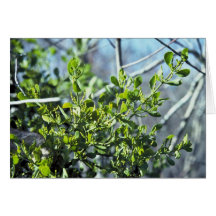 Mistletoe Cards