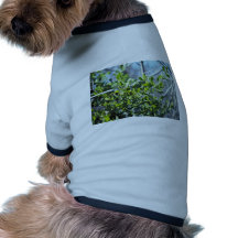 Mistletoe Dog Tee