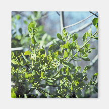 Mistletoe Refrigerator Magnet